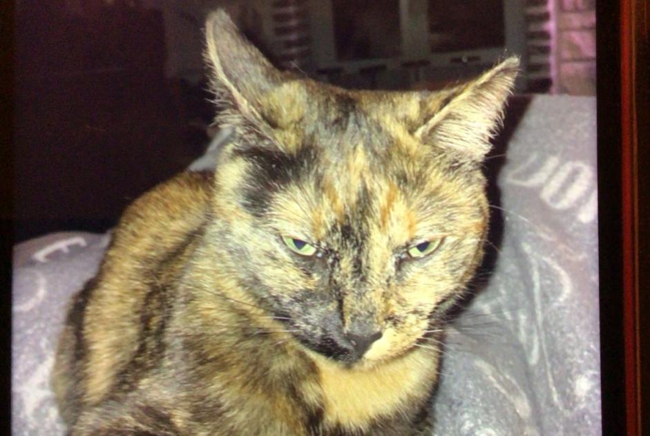 Disappearance alert Cat miscegenation  Female , 3 years Zwevegem Belgium