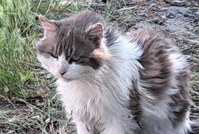 Discovery alert Cat Unknown Mons Belgium