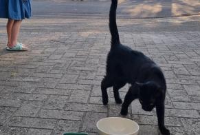 Discovery alert Cat Female Jette Belgium