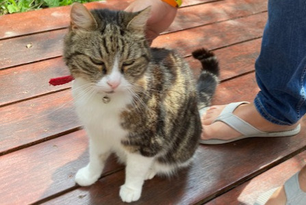 Discovery alert Cat Unknown Forest Belgium