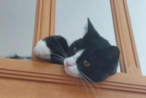 Disappearance alert Cat Female , 1 years Dinant Belgium