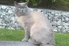 Disappearance alert Cat  Male , 2 years Mont-Saint-Guibert Belgium