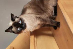 Disappearance alert Cat  Female , 9 years Écaussinnes Belgium
