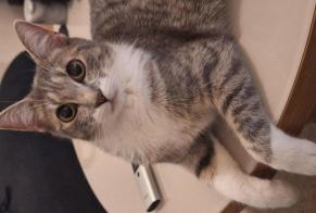 Disappearance alert Cat Female , 2 years Woluwe-Saint-Pierre Belgium