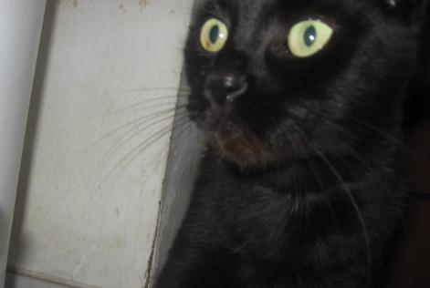 Alerta de Desaparición Gato Type européen Hembra , 24 años Herstal Bélgica