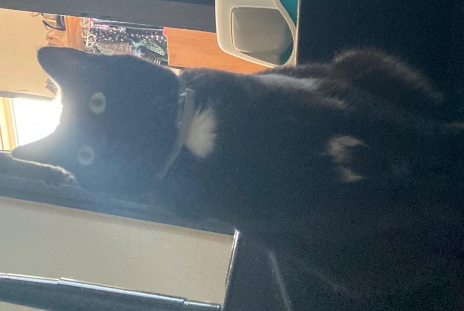 Alerta de Desaparición Gato  Hembra , 8 años Soignies Bélgica