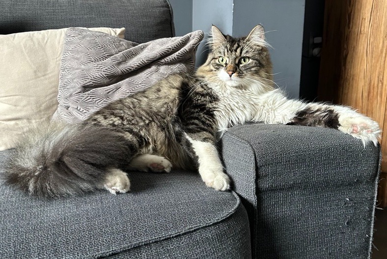 Alerta de Desaparición Gato Macho , 5 años Antoing Bélgica