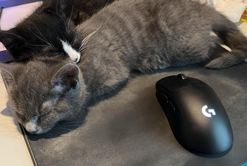 Alerta de Desaparición Gato cruce  Hembra , 2 años Edingen Bélgica