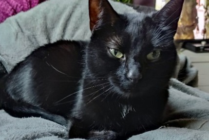 Alerta de Desaparición Gato cruce  Hembra , 9 años Liège Bélgica