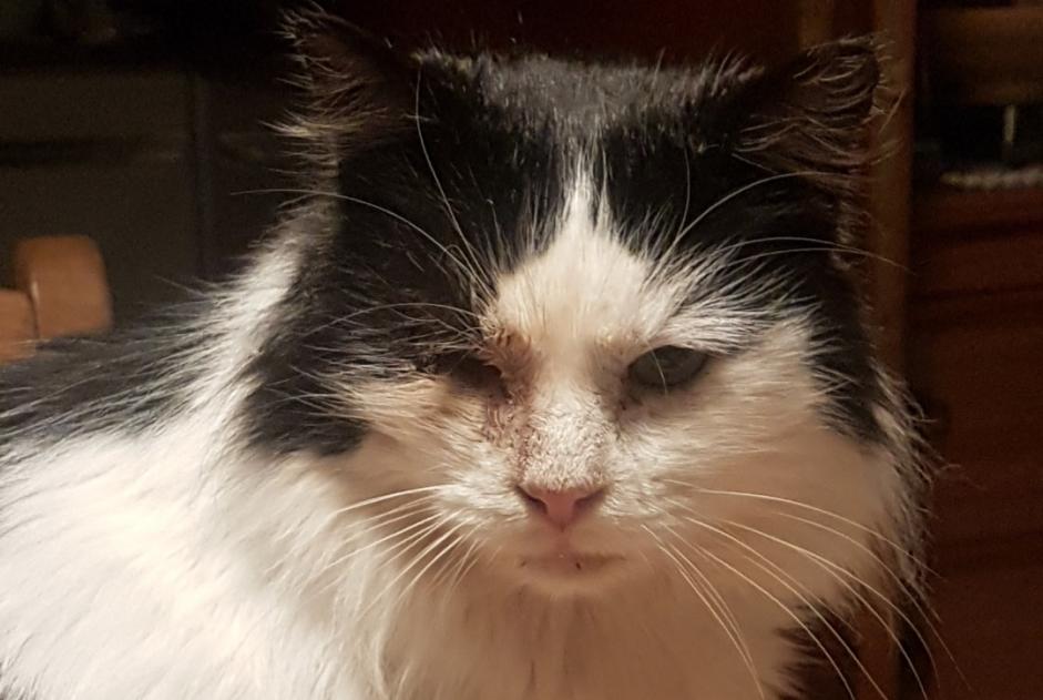 Alerta de Desaparición Gato cruce  Macho , 9 años Tubize Bélgica