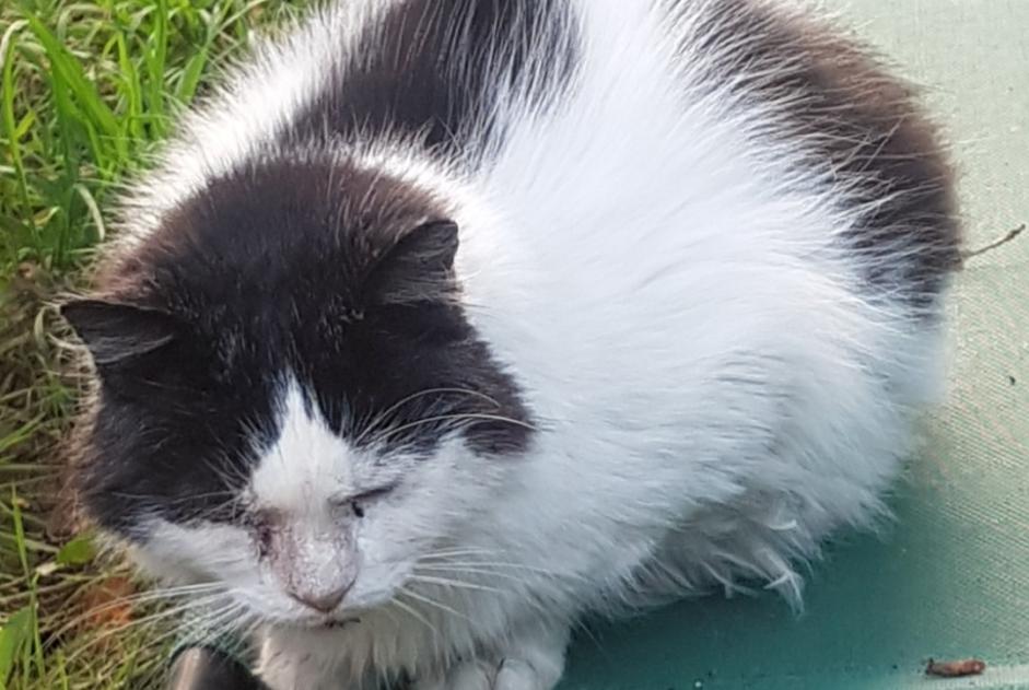 Alerta de Desaparición Gato cruce  Macho , 9 años Tubize Bélgica