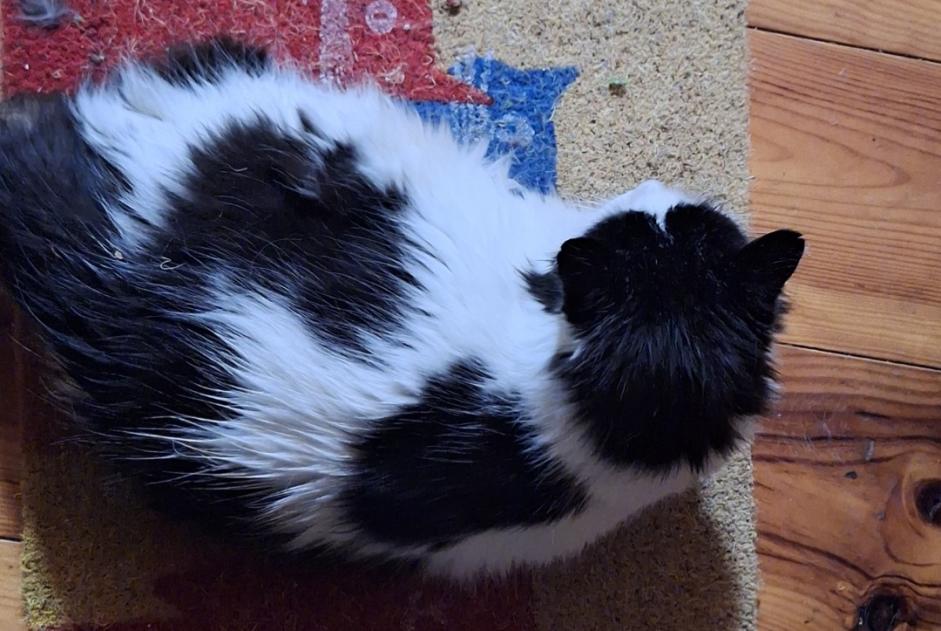 Alerta de Desaparición Gato cruce  Macho , 9 años Tubize Bélgica