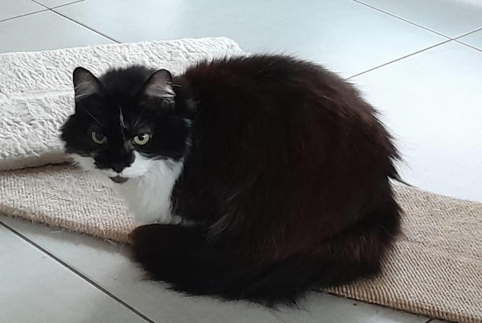 Alerta de Desaparición Gato cruce  Hembra , 15 años Perwez Bélgica
