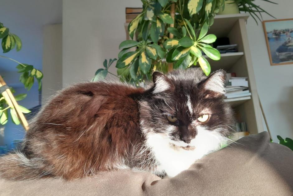 Alerta de Desaparición Gato cruce  Hembra , 15 años Perwez Bélgica