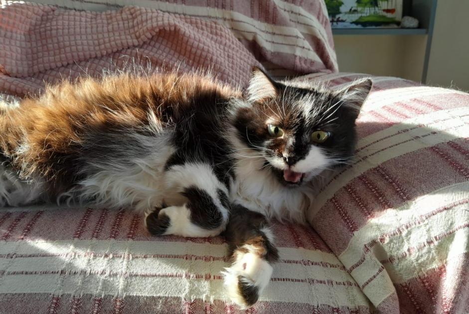 Alerta de Desaparición Gato cruce  Hembra , 15 años Perwez Bélgica
