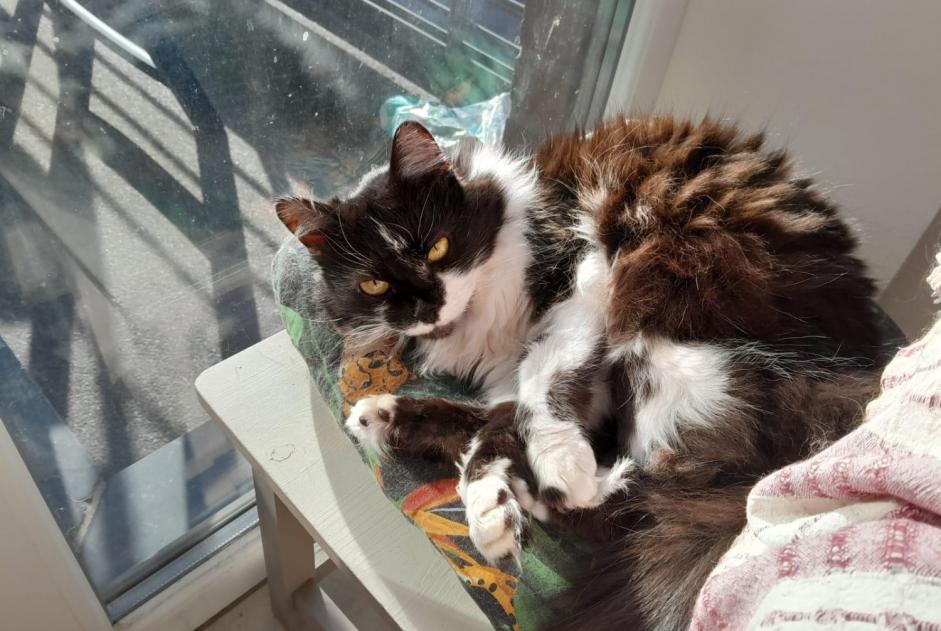 Alerta de Desaparición Gato cruce  Hembra , 15 años Perwez Bélgica