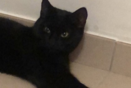 Alerta de Desaparición Gato Hembra , 1 años Woluwe-St.-Lambert Bélgica