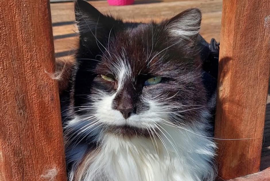 Alerta de Desaparición Gato cruce  Macho , 14 años Huy Bélgica