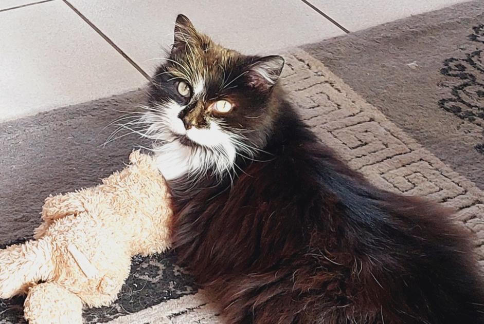 Alerta de Desaparición Gato cruce  Macho , 14 años Huy Bélgica