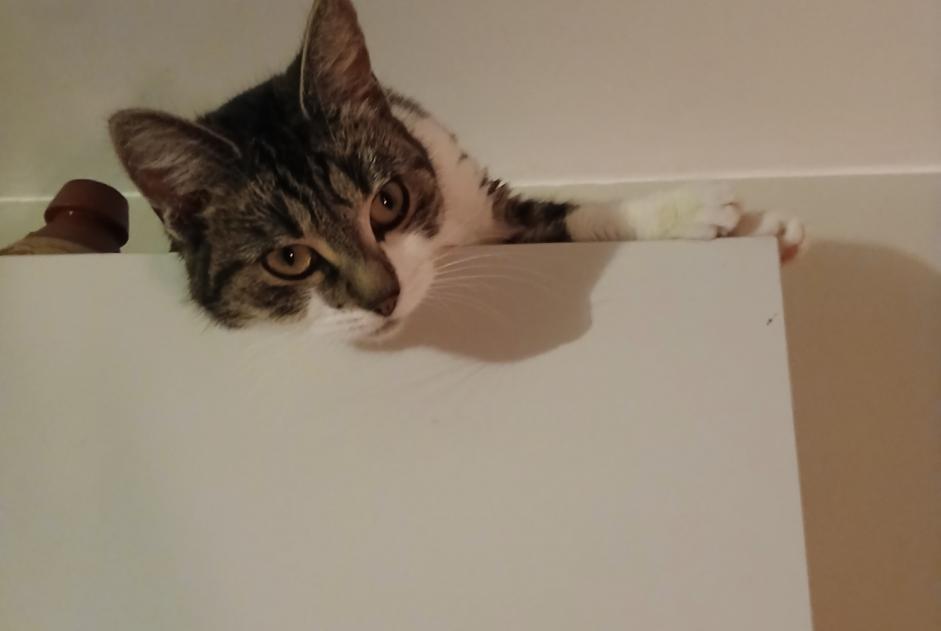 Alerta de Desaparición Gato Hembra , 2 años Jodoigne Bélgica
