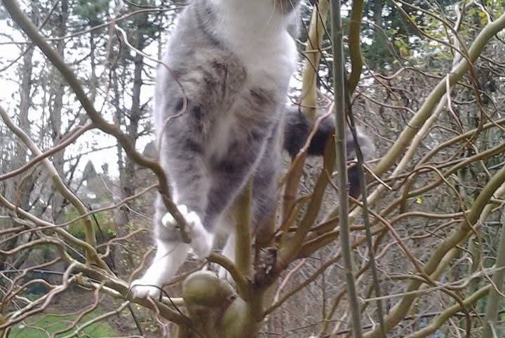 Alerta de Desaparición Gato Hembra , 2 años Jodoigne Bélgica