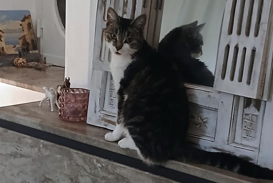 Alerta de Desaparición Gato Hembra , 2 años Jodoigne Bélgica