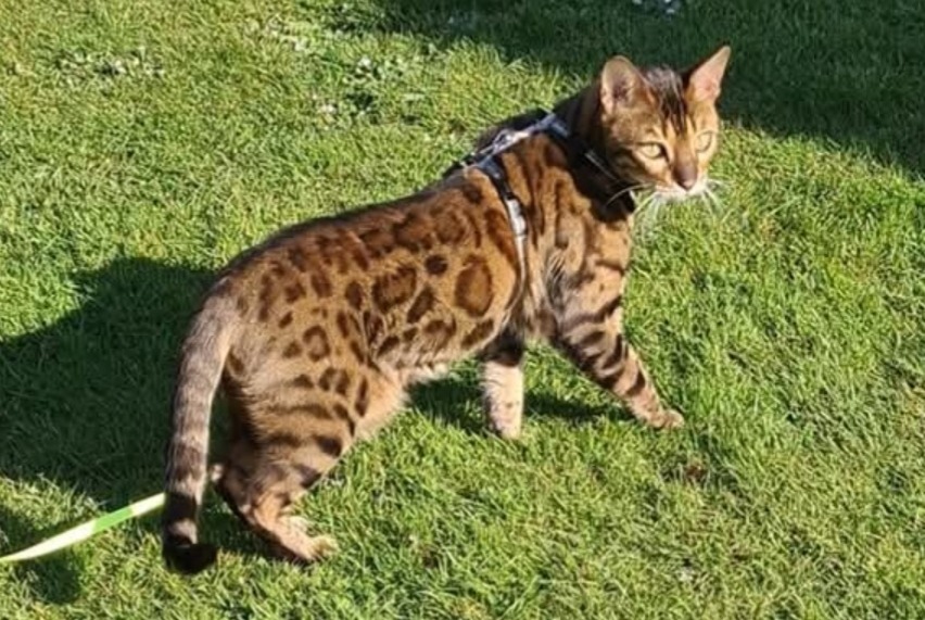 Alerta de Desaparición Gato  Macho , 9 años Mons Bélgica