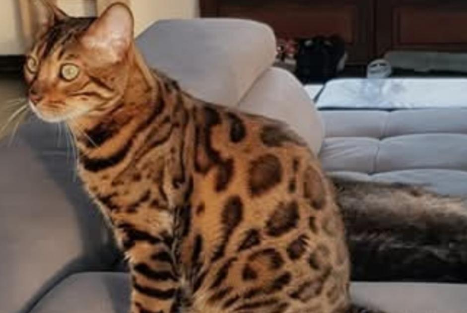 Alerta de Desaparición Gato  Macho , 9 años Mons Bélgica