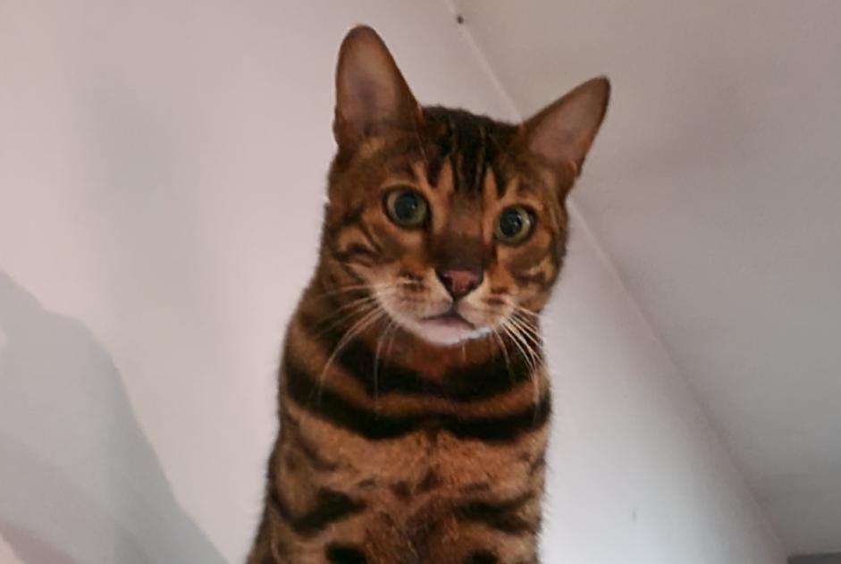 Alerta de Desaparición Gato  Macho , 9 años Mons Bélgica