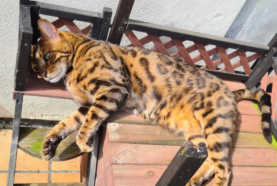 Alerta de Desaparición Gato  Macho , 9 años Mons Bélgica