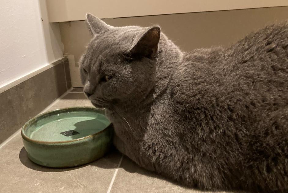 Alerta de Desaparición Gato  Macho , 4 años Ukkel Bélgica