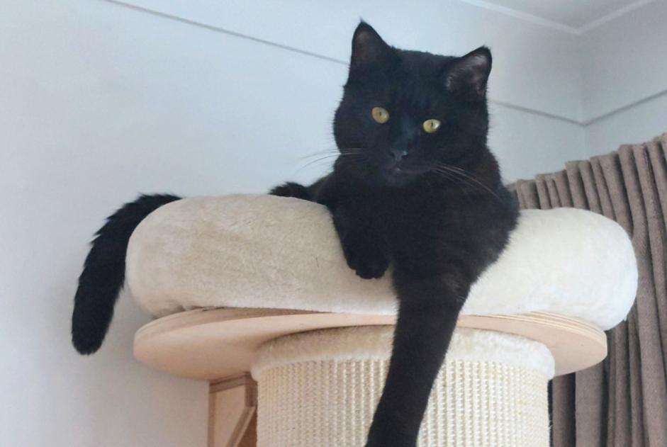 Alerta de Desaparición Gato Macho , 1 años Molenbeek-Saint-Jean Bélgica