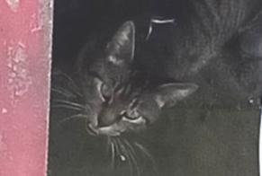 Alerta de Hallazgo Gato Desconocido Anderlecht Bélgica