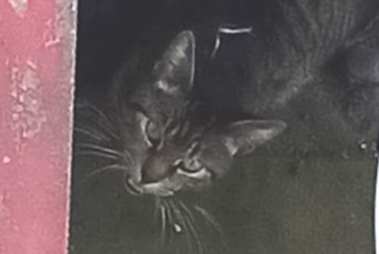 Alerta de Hallazgo Gato Desconocido Anderlecht Bélgica