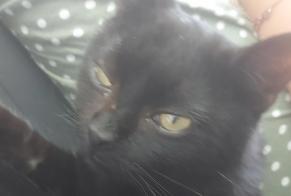 Alerta de Hallazgo Gato Macho Anderlues Bélgica