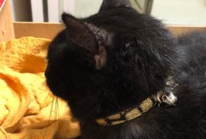 Alerta de Hallazgo Gato Hembra Liège Bélgica