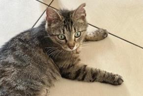 Alerta de Hallazgo Gato  Hembra Koekelberg Bélgica