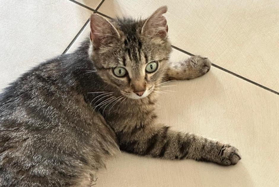 Alerta de Hallazgo Gato  Hembra Koekelberg Bélgica