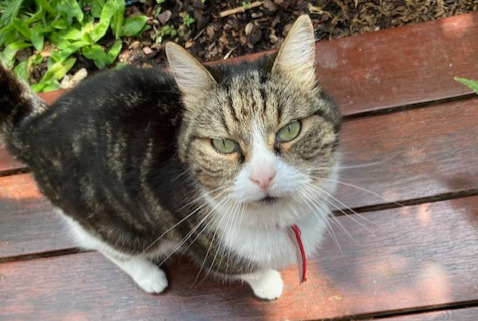 Alerta de Hallazgo Gato Desconocido Forest Bélgica