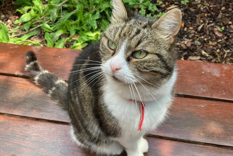 Alerta de Hallazgo Gato Desconocido Forest Bélgica