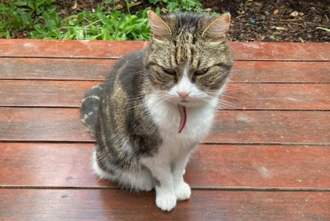 Alerta de Hallazgo Gato Desconocido Forest Bélgica
