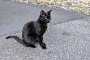 Alerta de Hallazgo Gato Hembra Namur Bélgica