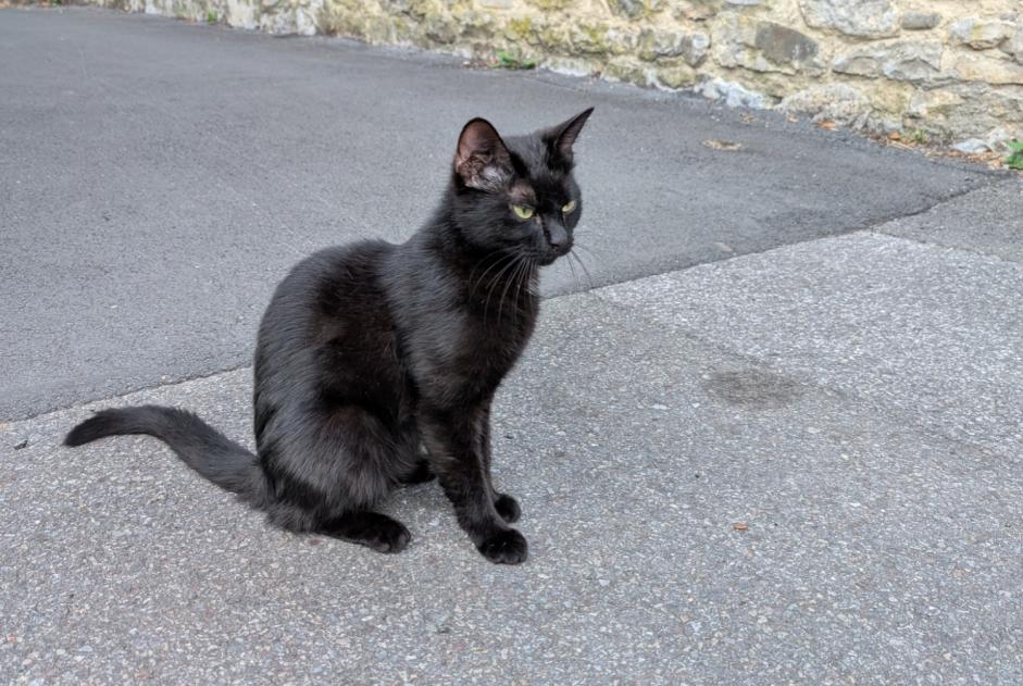 Alerta de Hallazgo Gato Hembra Namur Bélgica