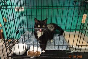 Alerta de Hallazgo Gato cruce  Hembra Braine-l'Alleud Bélgica