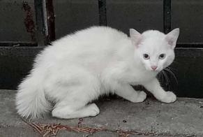 Alerta de Hallazgo Gato Desconocido Bruxelles Bélgica