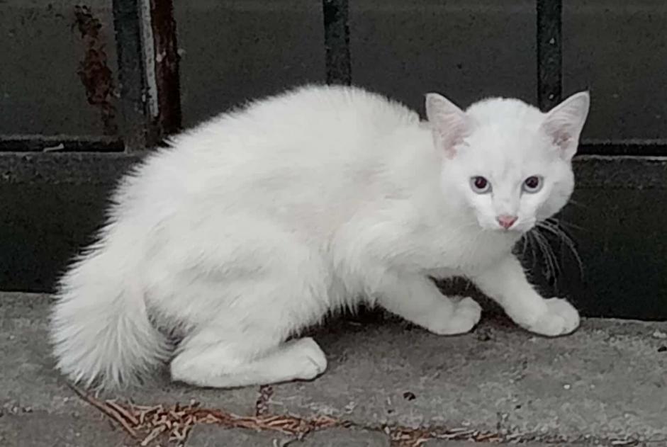 Alerta de Hallazgo Gato Desconocido Bruxelles Bélgica