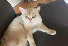 Alerta de Hallazgo Gato  Hembra Zaventem Bélgica