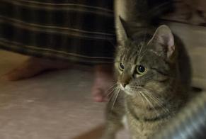 Alerta de Hallazgo Gato  Hembra Jette Bélgica