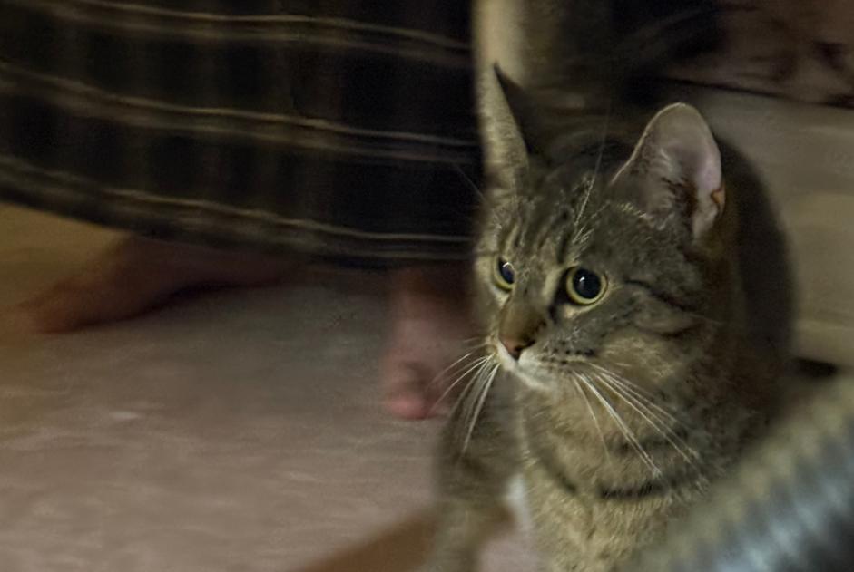Alerta de Hallazgo Gato  Hembra Jette Bélgica