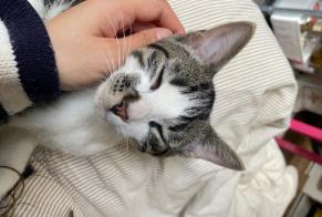 Alerta de Hallazgo Gato Macho Molenbeek-Saint-Jean Bélgica